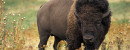 Buffalo